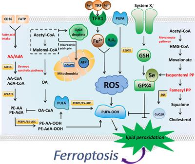 Lipid metabolism in ferroptosis and ferroptosis-based cancer therapy